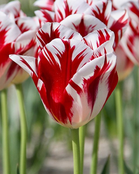 TT. Grand Perfection5